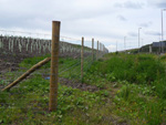 Construction of new forestry fencing - click to enlarge