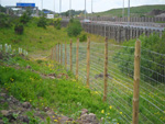Construction of new forestry fencing - click to enlarge